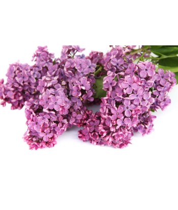 Bulk Body Cream Type Lilac By Beauty Hall - 1