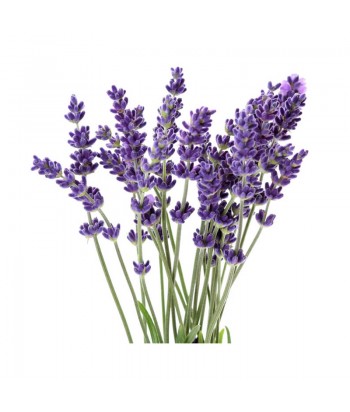 Bulk Lavender Perfume From Beauty Hall - 1