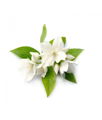 Bulk Jasmine Perfume From Beauty Hall - 1