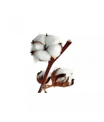 Bulk Shower Gel Type Fleur De Cotton 200ml - 1